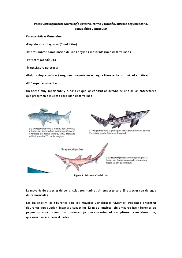 (PDF) Peces Cartilaginosos: Morfología externa