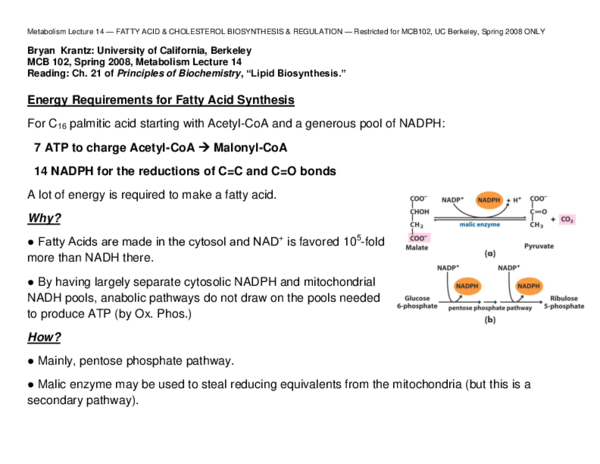 (PDF) Metabolism Lecture 14 — FATTY ACID & CHOLESTEROL BIOSYNTHESIS ...