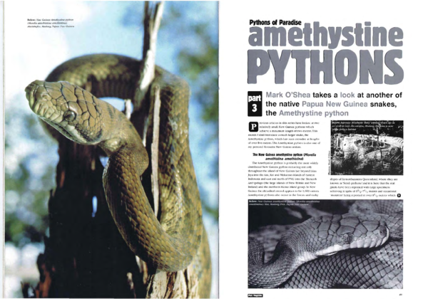 Pythons of Paradise Part 3. Amethystine python