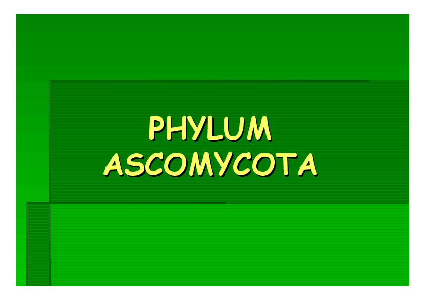 (PDF) PHYLUM PHYLUM Astrid Gonzalez Academia.edu