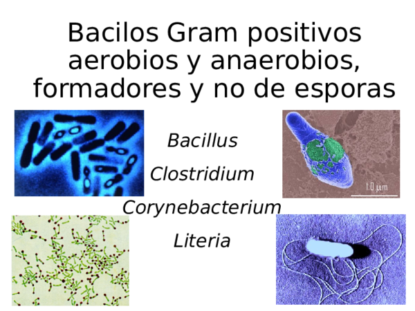 (PPT) Bacilos Gran Positivo Presentacion Marzo 2015