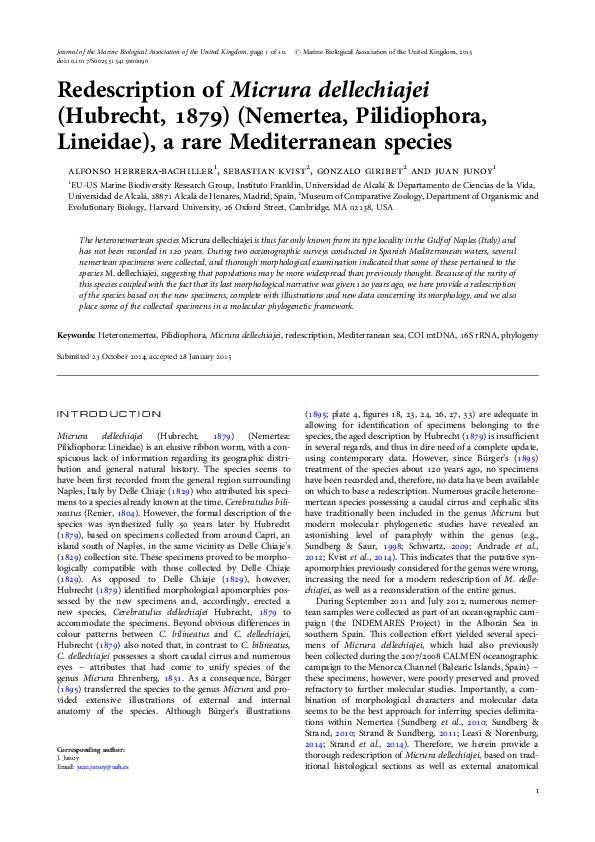 (PDF) Redescription of Micrura dellechiajei (Hubrecht, 1879) (Nemertea ...