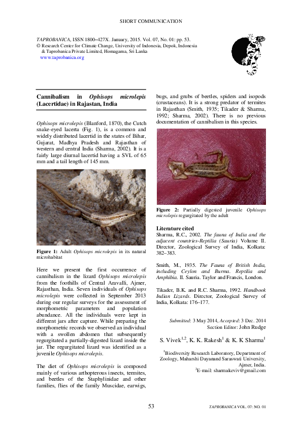 (PDF) Cannibalism in Ophisops microlepis (Lacertidae) in Rajastan