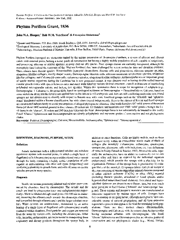 Essay on phylums picture