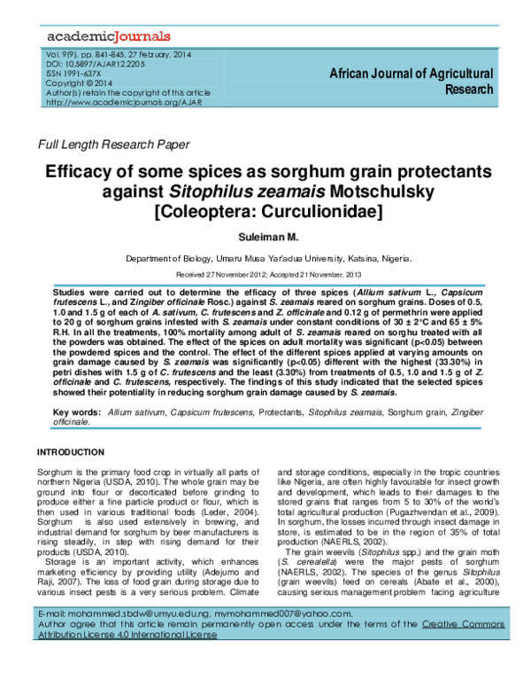 Sorghum seed picture