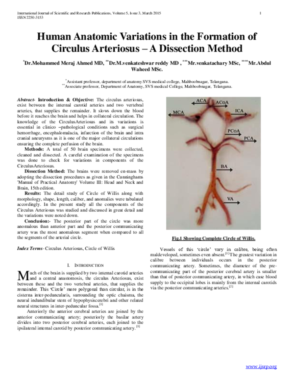 (PDF) Human Anatomic Variations in the Formation of Circulus Arteriosus ...