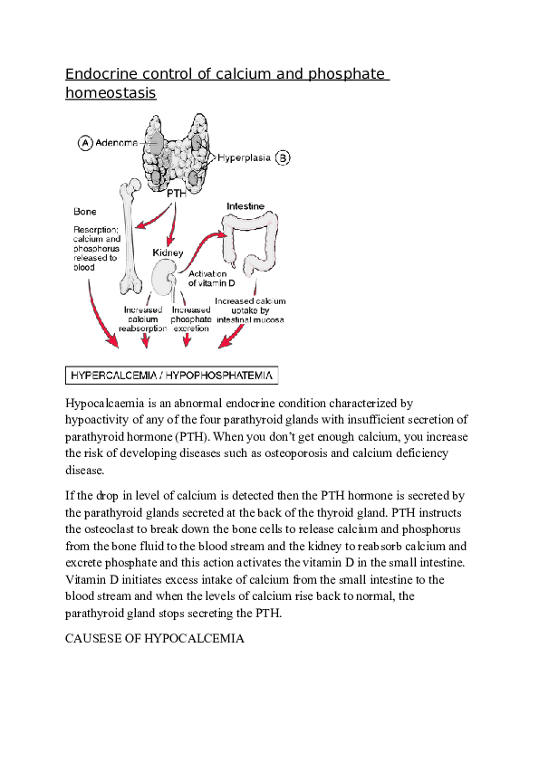 (DOC) CALCIUM REGULATION IN THE HUMAN BODY.