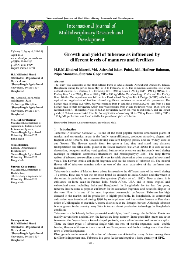 Tuberose bulbs image