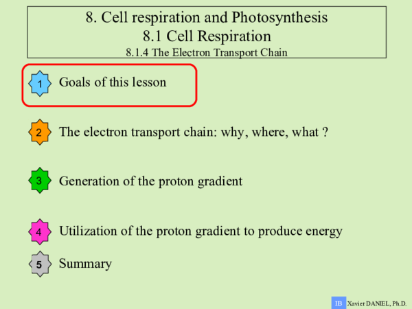 (PPT) The electron transport chain in cell respiration