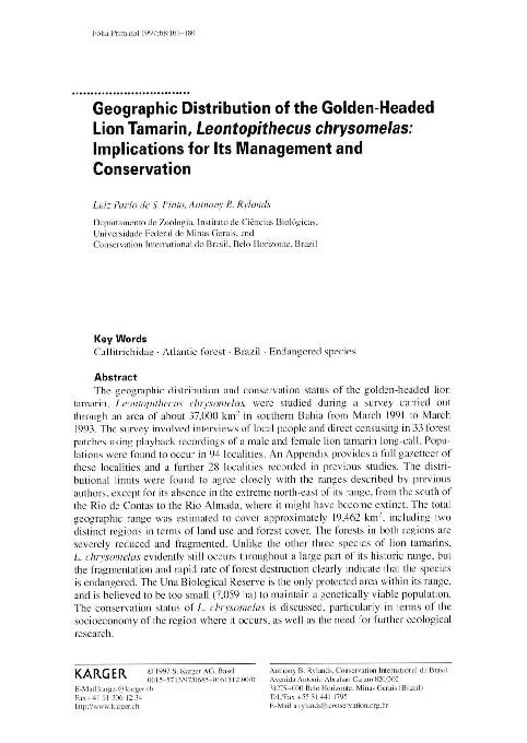 Leontopithecus chrysomelas essay 05 image