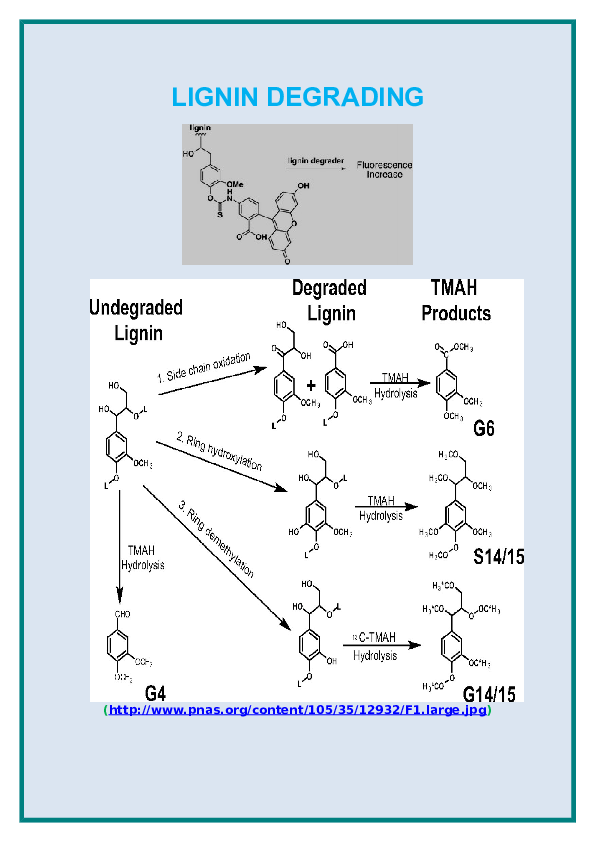 (DOC) Lignin degrading by Enzymes and Microbes Vijayaraghavan