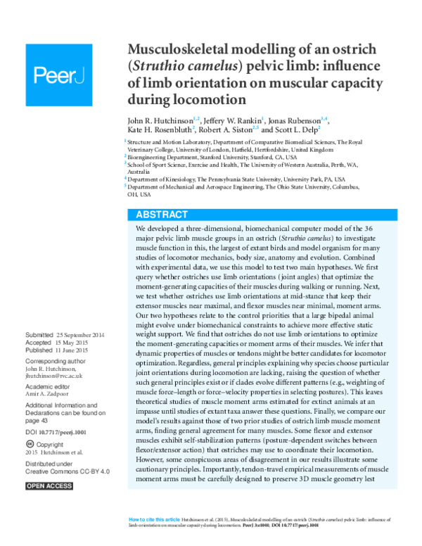 (PDF) Musculoskeletal modelling of an ostrich (Struthio camelus) pelvic ...