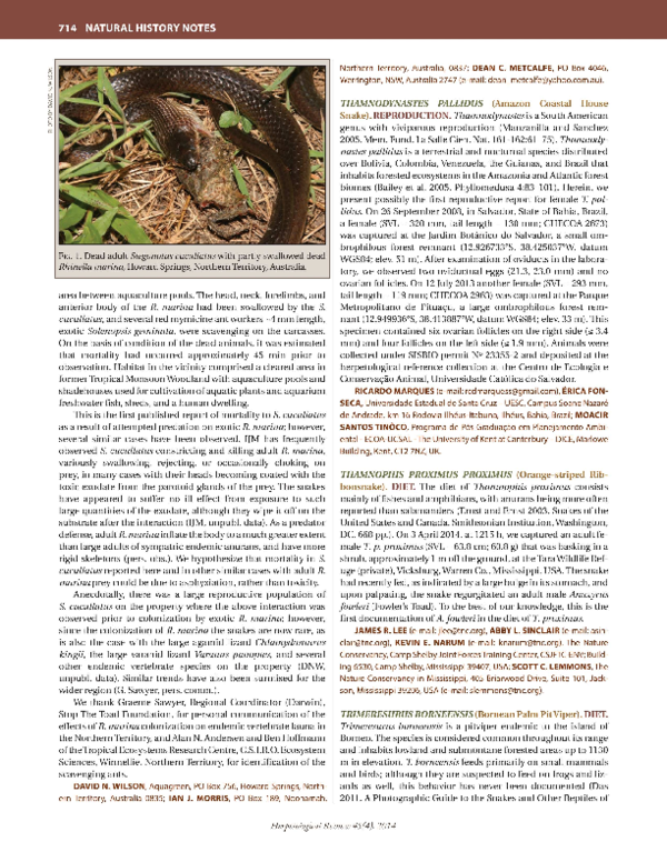 (PDF) Thamnodynastes pallidus (Amazon Coastal House Snake