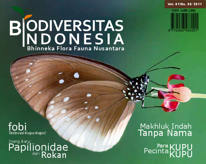 Kolase Kupu Kupu Dari Daun Kering Dan Ranting - Paimin Gambar