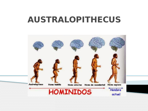 Australopithecus Anamensis Pronunciation