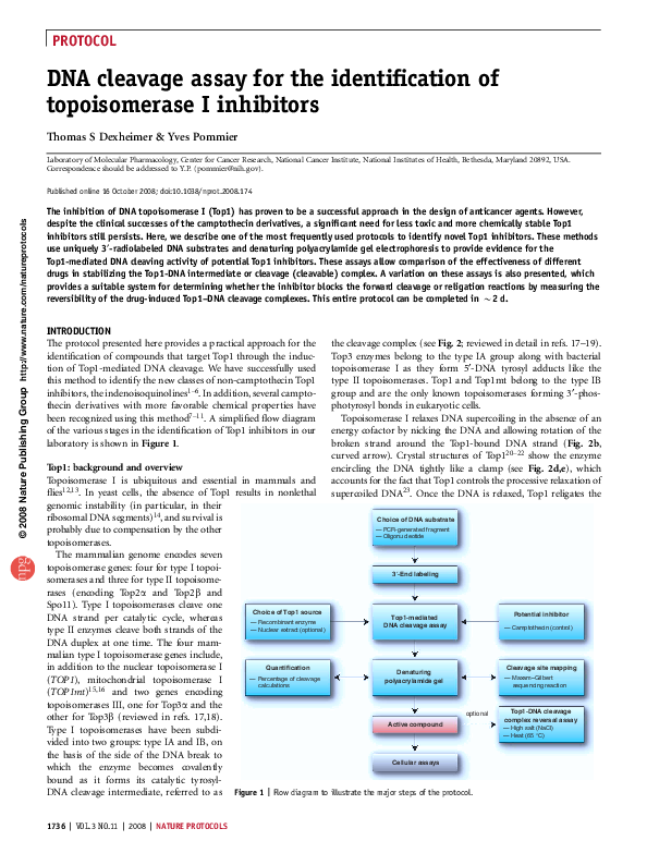 (PDF) DNA cleavage assay for the identification of topoisomerase I ...