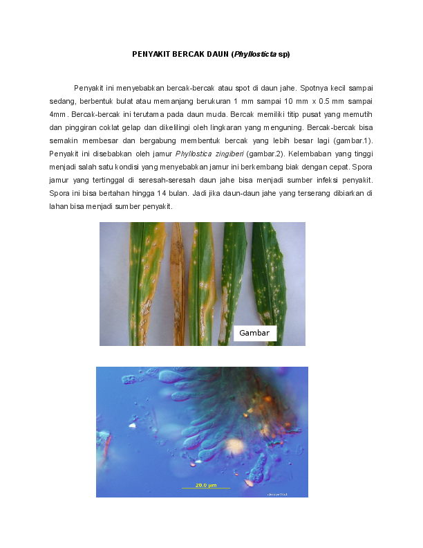 Pencegahan Jamur Bercak Daun Pada Tanaman Teh