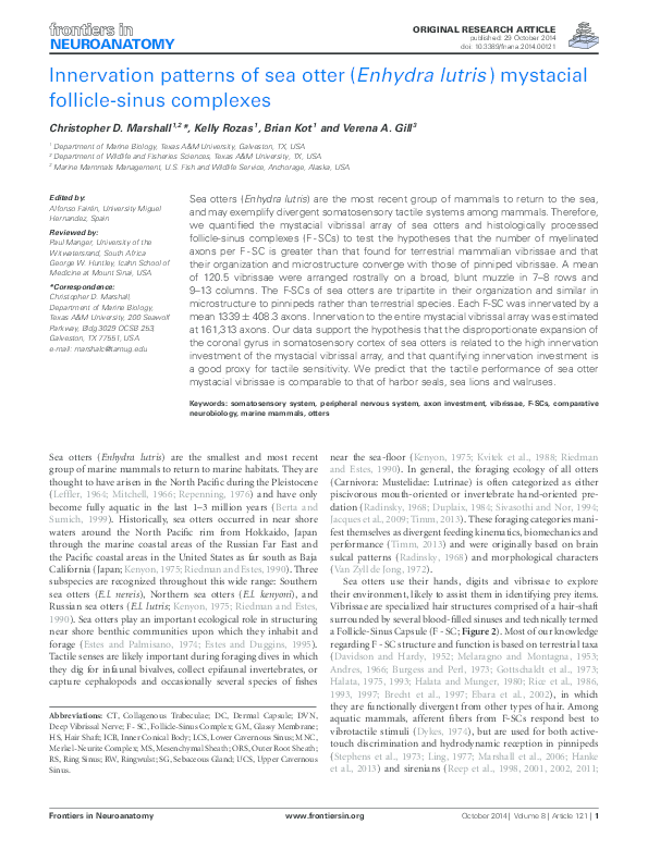 (PDF) Innervation patterns of sea otter (Enhydra lutris) mystacial ...