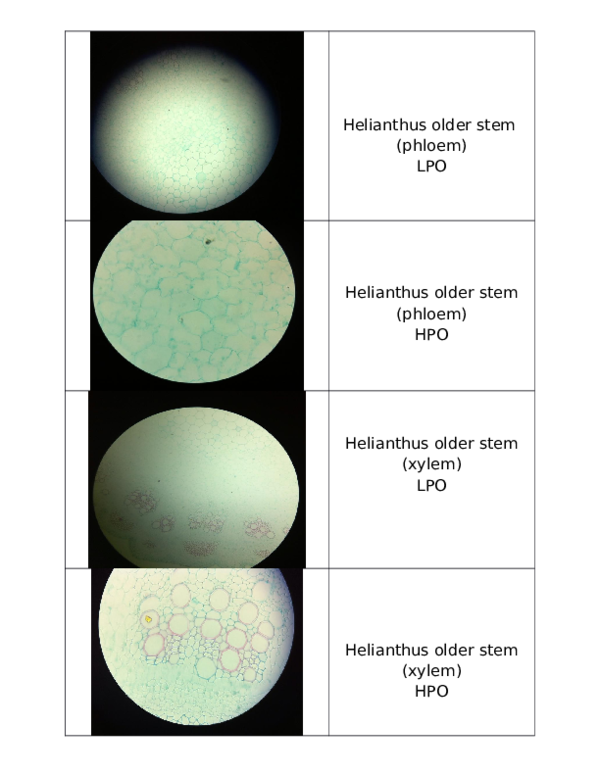 (DOC) Planttissue Yuri Pempengco Academia.edu