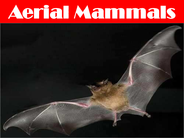 Aerial Animals List