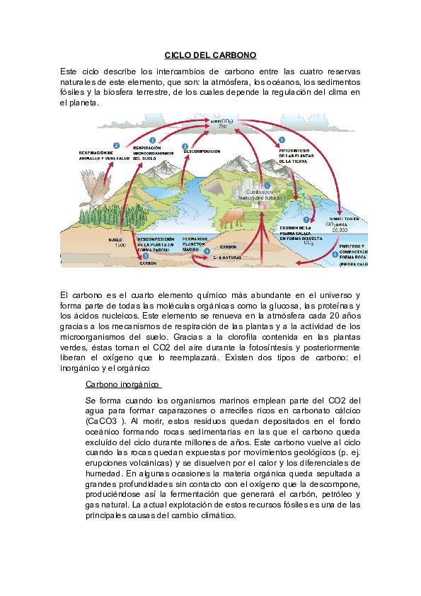 (DOC) CICLO DEL CARBONO David Paredes Nuñez Academia.edu (DOC) CICLO DEL CARBONO David Paredes Nuñez Academia.edu