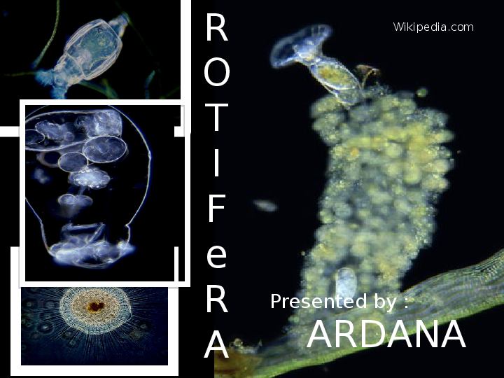 (PPT) PRESENTASI FILUM ROTIFERA