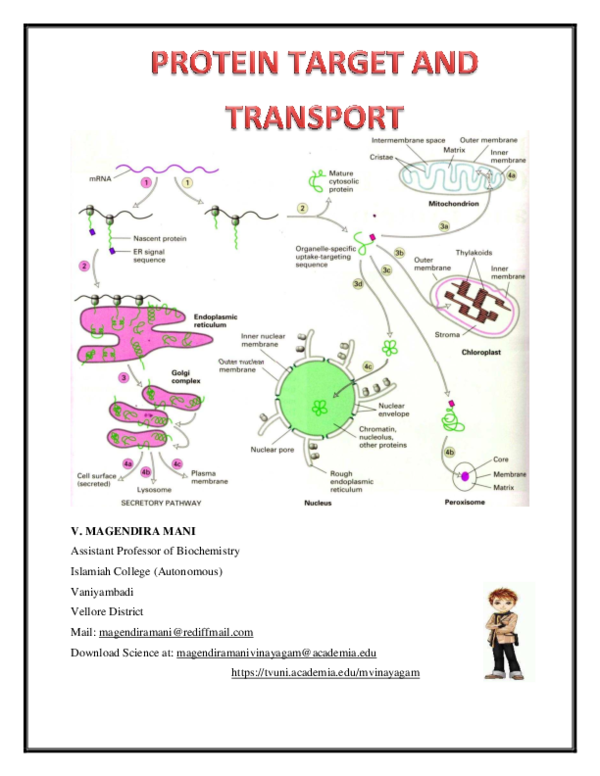 (PDF) Protein target and transport magendira mani vinayagam
