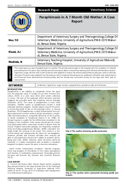what-causes-paraphimosis-in-dogs