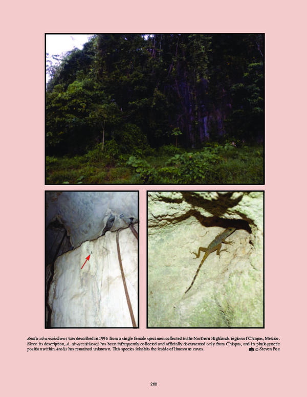 (PDF) Morphology and ecology of the Mexican cave anole Anolis ...