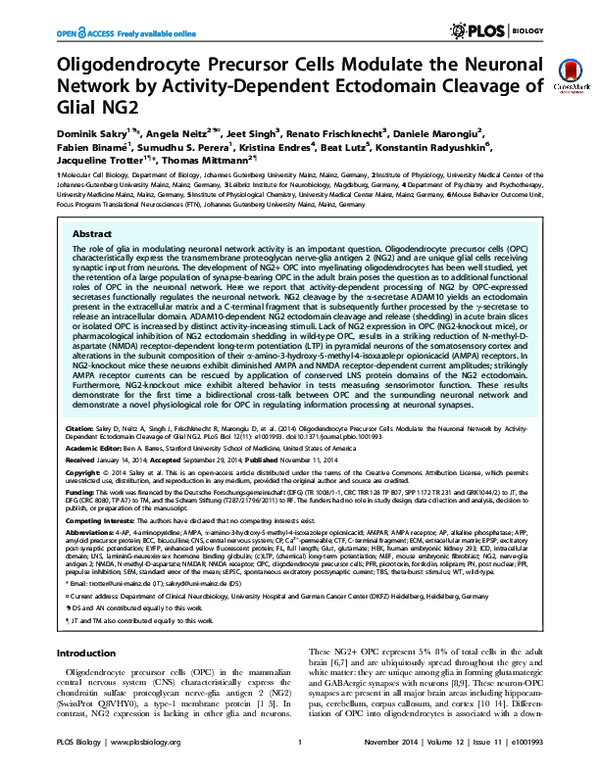(PDF) Oligodendrocyte Precursor Cells Modulate the Neuronal Network by ...