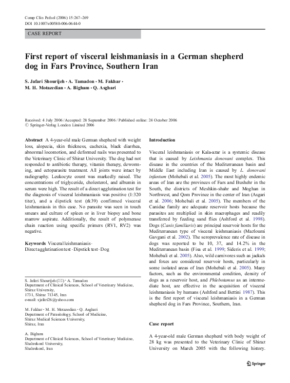 shiraz german shepherds