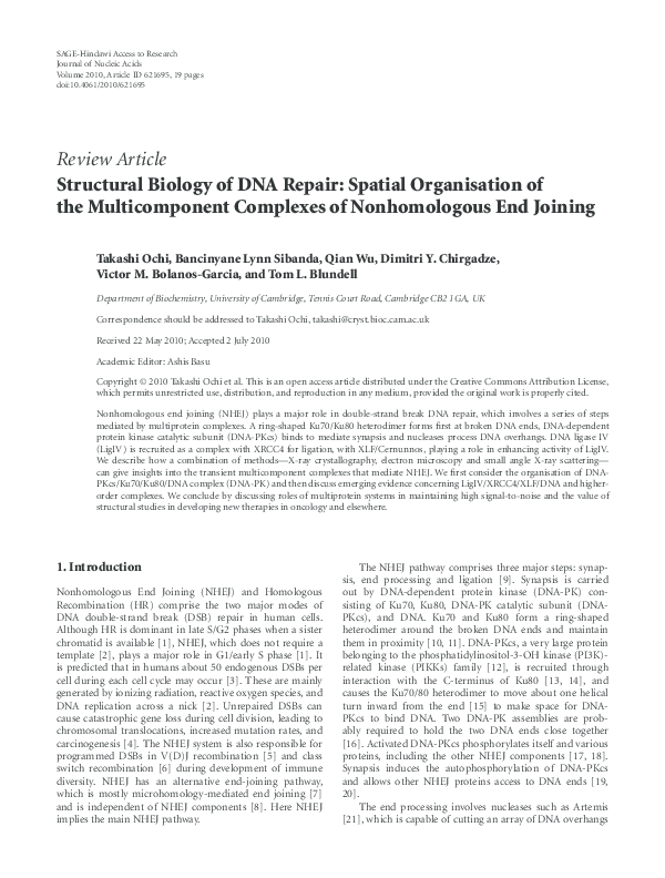 (PDF) Structural Biology of DNA Repair: Spatial Organisation of the ...