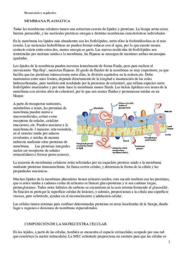 glucolípidos glucoproteínas reconocimiento de células a células y diabetes