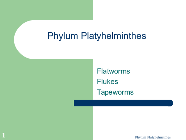 filo platyhelminthes ppt