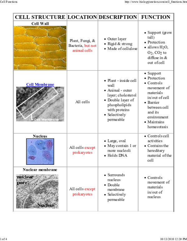 (PDF) CELL ORGANELLES