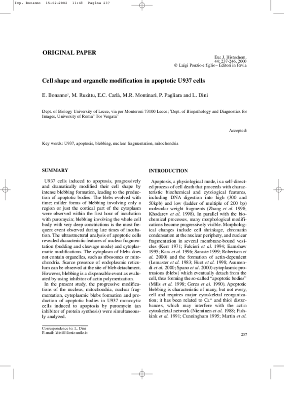 (PDF) Cell shape and organelle modification in apoptotic U937 cells