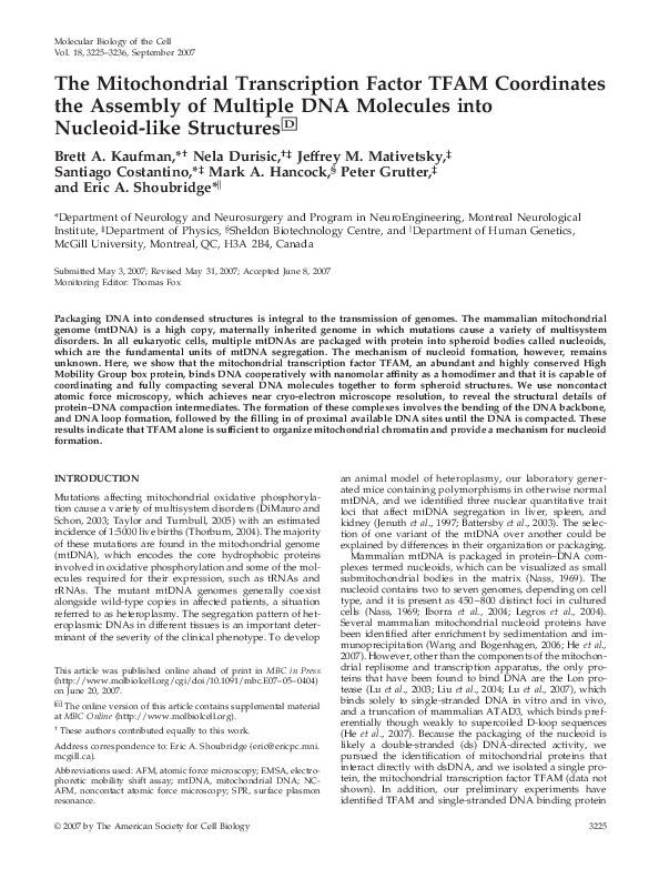 (PDF) The mitochondrial transcription factor TFAM coordinates the ...