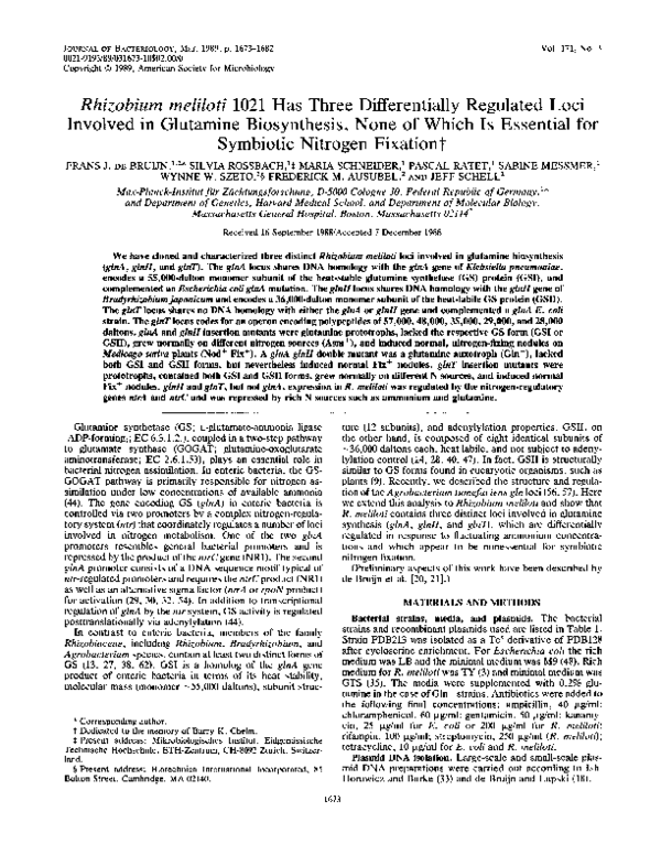 Rhizobia essay 07 image