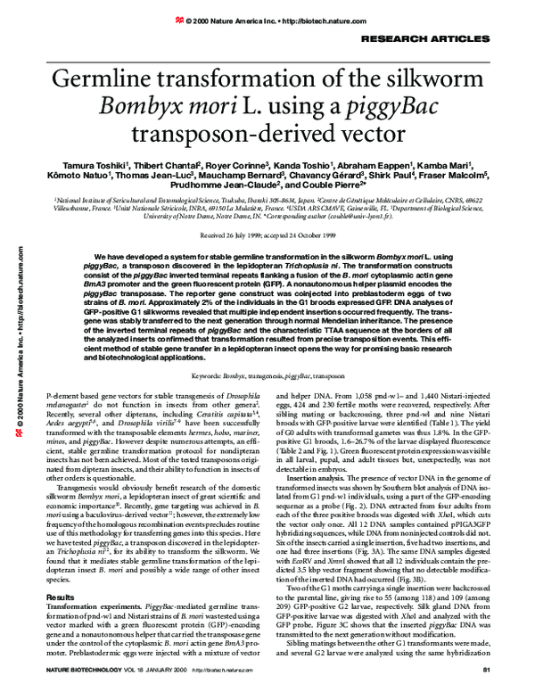 (PDF) Germline transformation of the silkworm Bombyx mori L. using a ...