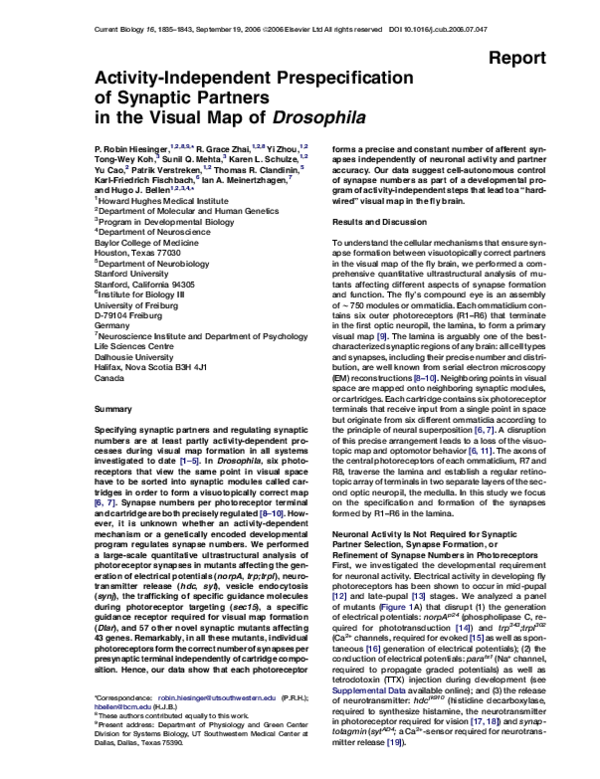 (PDF) Activity-Independent Prespecification of Synaptic Partners in the ...