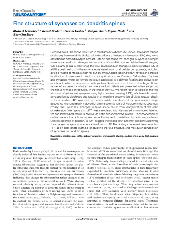 (PDF) Fine structure of synapses on dendritic spines