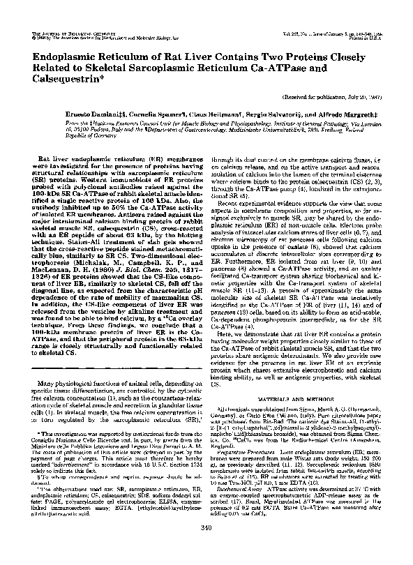 (PDF) Endoplasmic reticulum of rat liver contains two proteins closely ...