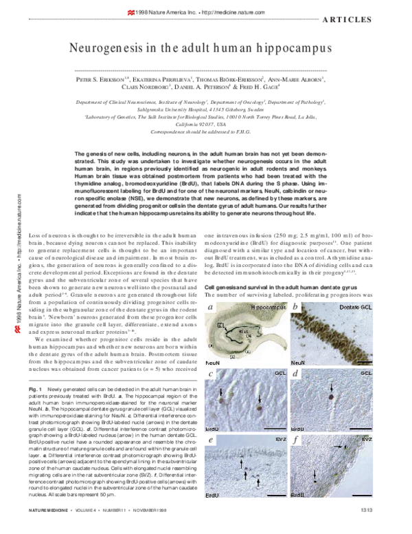 Human Hippocampus Pdf | The Human Hippocampus and Spatial and Episodic ...
