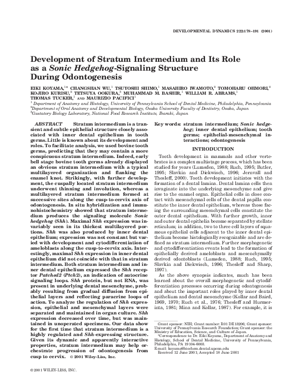 (PDF) Development of stratum intermedium and its role as aSonic ...