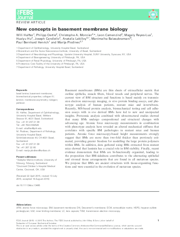 (PDF) New concepts in basement membrane biology