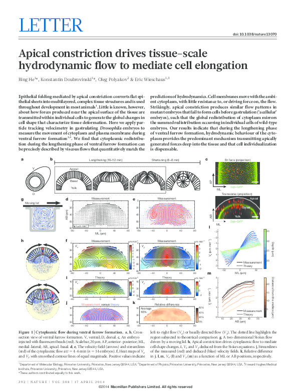 (PDF) Apical constriction drives tissue-scale hydrodynamic flow to ...