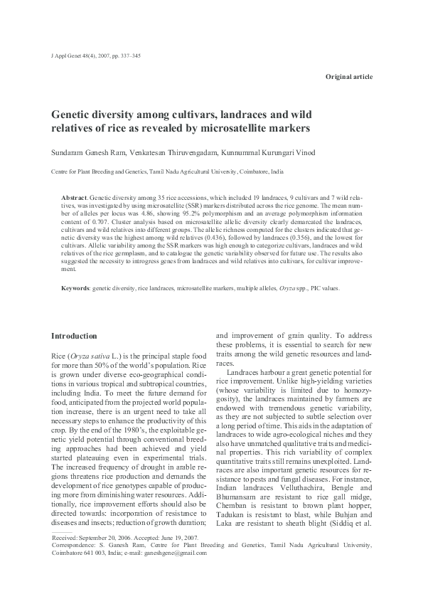 Rice essay diversity image