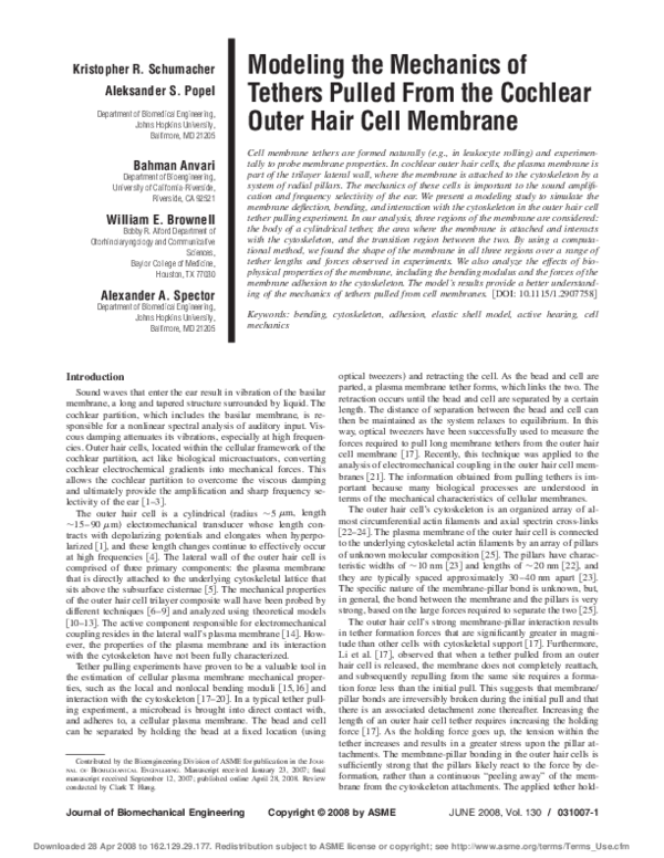 (PDF) Modeling the Mechanics of Tethers Pulled From the Cochlear Outer ...