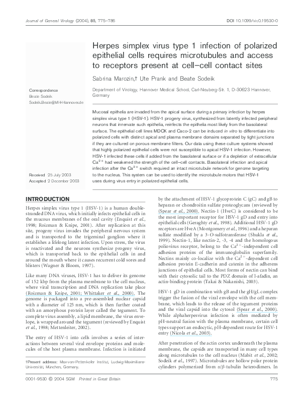 (PDF) Herpes simplex virus type 1 infection of polarized epithelial ...