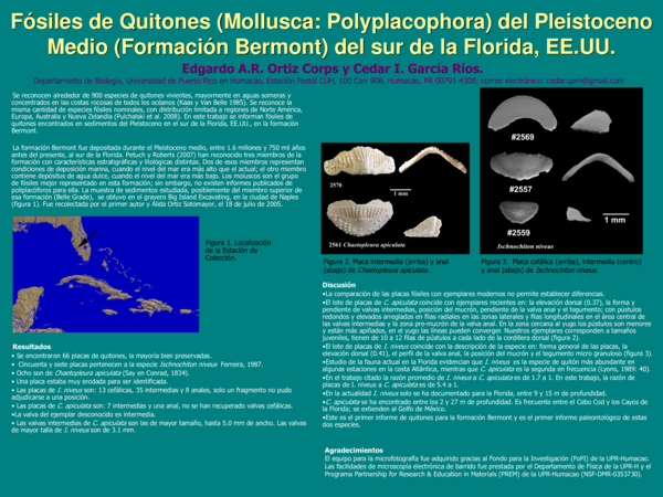 (PDF) Fósiles de Quitones (Mollusca: Polyplacophora) del Pleistoceno ...